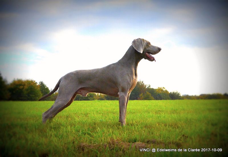 Kara est gestante, chiots attendus pour le 20 Octobre